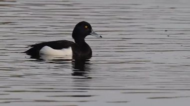 Tüylü ördek erkek (Aythya fuligula) bir bahar günü Hollanda 'nın Overijssel kentinde IJssel nehri kıyısında bir gölde yüzer..