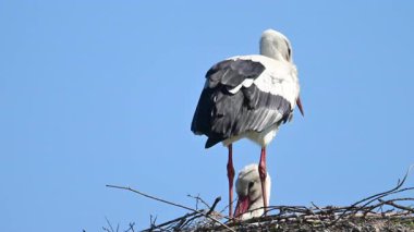 Avrupa beyaz leylekleri (Ciconia ciconia) bahar zamanı bir kutup üzerinde otururlar. Bir kuş tüylerini parlatıyor..