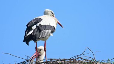 Avrupa beyaz leylekleri (Ciconia ciconia) bahar zamanı bir kutup üzerinde otururlar. Bir kuş tüylerini parlatıyor..