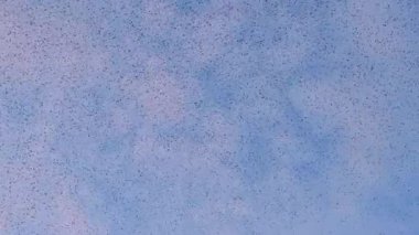 Starling kuşları kış gününün sonunda gün batımında gökyüzünde mırıldanırlar. Gökyüzünde büyük sığırcık sürüleri (Sturnidae) gece olmadan şekil değiştiren bulutlarda hareket ederler.. 
