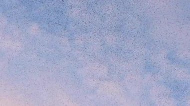 Starling kuşları kış gününün sonunda gün batımında gökyüzünde mırıldanırlar. Gökyüzünde büyük sığırcık sürüleri (Sturnidae) gece olmadan şekil değiştiren bulutlarda hareket ederler.. 