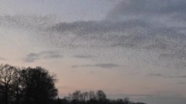 Starling kuşları kış gününün sonunda gün batımında gökyüzünde mırıldanırlar. Gökyüzünde büyük sığırcık sürüleri (Sturnidae) gece olmadan şekil değiştiren bulutlarda hareket ederler.. 