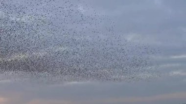 Starling kuşları kış gününün sonunda gün batımında gökyüzünde mırıldanırlar. Gökyüzünde büyük sığırcık sürüleri (Sturnidae) gece olmadan şekil değiştiren bulutlarda hareket ederler.. 