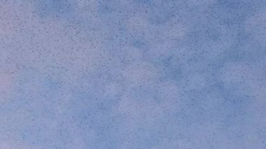Starling kuşları kış gününün sonunda gün batımında gökyüzünde mırıldanırlar. Gökyüzünde büyük sığırcık sürüleri (Sturnidae) gece olmadan şekil değiştiren bulutlarda hareket ederler.. 