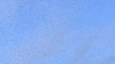 Starling kuşları kış gününün sonunda gün batımında gökyüzünde mırıldanırlar. Gökyüzünde büyük sığırcık sürüleri (Sturnidae) gece olmadan şekil değiştiren bulutlarda hareket ederler.. 