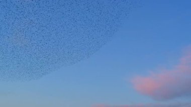 Starling kuşları kış gününün sonunda gün batımında gökyüzünde mırıldanırlar. Gökyüzündeki büyük sığırcık sürüleri (Sturnidae) şekil değiştiren bulutlarda hareket ederler. Atmaca şahinler, bir av yakalamak için sığırcık sürüleri arasında avlanır..