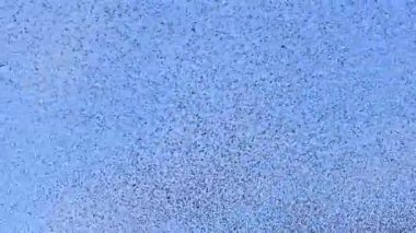 Starling kuşları kış gününün sonunda gün batımında gökyüzünde mırıldanırlar. Gökyüzündeki büyük sığırcık sürüleri (Sturnidae) şekil değiştiren bulutlarda hareket ederler. Atmaca şahinler, bir av yakalamak için sığırcık sürüleri arasında avlanır..