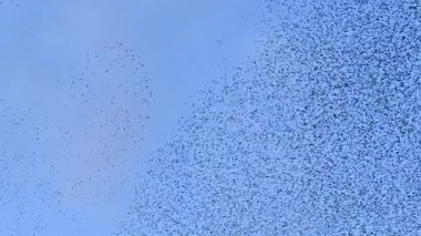 Starling kuşları kış gününün sonunda gün batımında gökyüzünde mırıldanırlar. Gökyüzündeki büyük sığırcık sürüleri (Sturnidae) şekil değiştiren bulutlarda hareket ederler. Atmaca şahinler, bir av yakalamak için sığırcık sürüleri arasında avlanır..