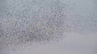 Starling kuşları kış gününün sonunda gün batımında gökyüzünde mırıldanırlar. Gökyüzündeki büyük sığırcık sürüleri (Sturnidae) şekil değiştiren bulutlarda hareket ederler. Atmaca şahinler, bir av yakalamak için sığırcık sürüleri arasında avlanır..