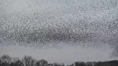 Starling kuşları kış gününün sonunda gün batımında gökyüzünde mırıldanırlar. Gökyüzündeki büyük sığırcık sürüleri (Sturnidae) şekil değiştiren bulutlarda hareket ederler. Atmaca şahinler, bir av yakalamak için sığırcık sürüleri arasında avlanır..