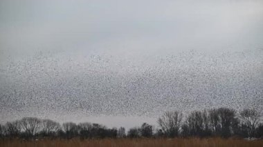 Starling kuşları kış gününün sonunda gün batımında gökyüzünde mırıldanırlar. Gökyüzündeki büyük sığırcık sürüleri (Sturnidae) şekil değiştiren bulutlarda hareket ederler. Atmaca şahinler, bir av yakalamak için sığırcık sürüleri arasında avlanır..