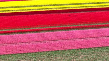 Hollanda 'nın Noordoostpolder bölgesindeki güzel renkli lale tarlaları üzerinde uçan lale tarlası dronu. İlkbaharda Hollanda 'da lale tarlaları çeşitli alanları renklendirir.