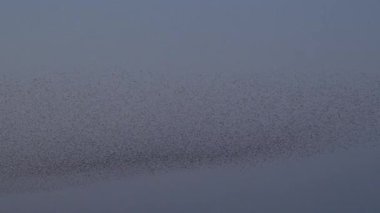 Starling kuşları kış gününün sonunda gün batımında gökyüzünde mırıldanırlar. Gökyüzünde büyük sığırcık sürüleri (Sturnidae) gece olmadan şekil değiştiren bulutlarda hareket ederler. Atmaca atmaca, sığırcık sürüleri arasında avlanır..