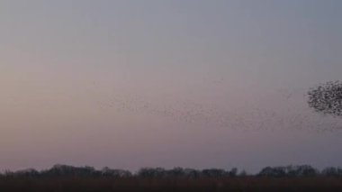 Starling kuşları kış gününün sonunda gün batımında gökyüzünde mırıldanırlar. Gökyüzünde büyük sığırcık sürüleri (Sturnidae) gece olmadan şekil değiştiren bulutlarda hareket ederler. Atmaca atmaca, sığırcık sürüleri arasında avlanır..