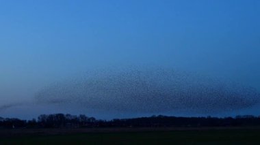Starling kuşları kış gününün sonunda gün batımında gökyüzünde mırıldanırlar. Gökyüzünde büyük sığırcık sürüleri (Sturnidae) gece olmadan şekil değiştiren bulutlarda hareket ederler. Atmaca atmaca, sığırcık sürüleri arasında avlanır..