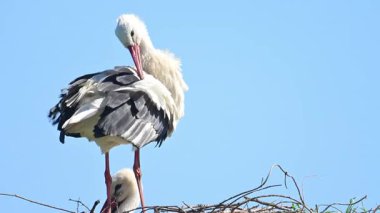 Avrupa beyaz leylekleri (Ciconia ciconia) bahar zamanı bir kutup üzerinde otururlar. Bir kuş tüylerini parlatıyor..