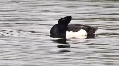 Tüylü ördek erkek (Aythya fuligula) bir bahar günü Hollanda 'nın Overijssel kentinde IJssel nehri kıyısında bir gölde yüzer..