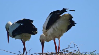 Avrupa beyaz leylekleri (Ciconia ciconia) bahar zamanı bir kutup üzerinde otururlar. Bir kuş tüylerini parlatıyor..