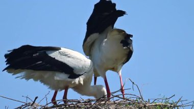 Avrupa beyaz leylekleri (Ciconia ciconia) bahar zamanı bir kutup üzerinde otururlar. Bir kuş tüylerini parlatıyor..