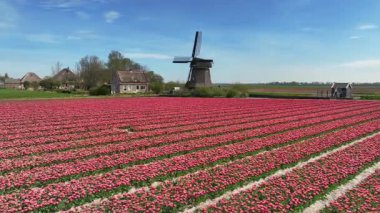 İlkbaharda bir tarlada lale çiçekleri ve dosyalanmış eski bir Hollanda yel değirmeni. Çiçek soğan tarlası Hollanda 'nın en bilinen lale tarlalarından biri olan Kuzey Hollanda' da yer almaktadır. Yukarıdan görüntüle.