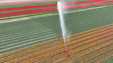 İlkbahar havası görüntüleri sırasında tarımsal sulama pivot tabancası lale tarlasına su püskürtüyor..