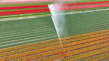 İlkbahar havası görüntüleri sırasında tarımsal sulama pivot tabancası lale tarlasına su püskürtüyor..