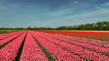 Lale tarlası hava aracı Kuzey Hollanda 'daki güzel renkli lale tarlaları üzerinde uçuyor. İlkbaharda Hollanda 'da lale tarlaları çeşitli alanları renklendirir.