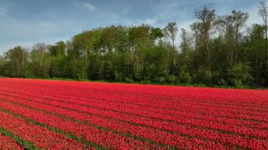 Hollanda 'nın Flevoland bölgesindeki güzel renkli lale tarlaları üzerinde uçan lale tarlası dronu. İlkbaharda Hollanda 'da lale tarlaları çeşitli alanları renklendirir.
