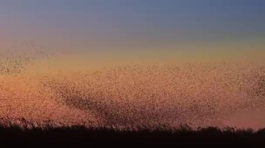 Kış gününün sonunda gün batımında gökyüzünde sığırcık kuşu mırıldanması. Gökyüzünde uçan sığırcık sürüleri (Sturnidae) gece olmadan şekil değiştiren bulutlarda hareket ederler.. 