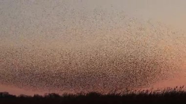 Kış gününün sonunda gün batımında gökyüzünde sığırcık kuşu mırıldanması. Gökyüzünde uçan sığırcık sürüleri (Sturnidae) gece olmadan şekil değiştiren bulutlarda hareket ederler.. 