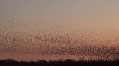 Kış gününün sonunda gün batımında gökyüzünde sığırcık kuşu mırıldanması. Gökyüzünde uçan sığırcık sürüleri (Sturnidae) gece olmadan şekil değiştiren bulutlarda hareket ederler.. 
