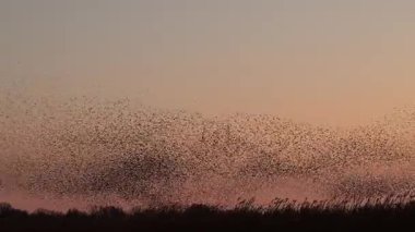Kış gününün sonunda gün batımında gökyüzünde sığırcık kuşu mırıldanması. Gökyüzünde uçan sığırcık sürüleri (Sturnidae) gece olmadan şekil değiştiren bulutlarda hareket ederler.. 