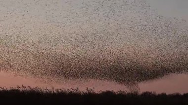 Kış gününün sonunda gün batımında gökyüzünde sığırcık kuşu mırıldanması. Gökyüzünde uçan sığırcık sürüleri (Sturnidae) gece olmadan şekil değiştiren bulutlarda hareket ederler.. 