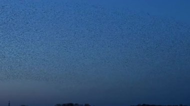 Kış gününün sonunda gün batımında gökyüzünde sığırcık kuşu mırıldanması. Gökyüzünde uçan sığırcık sürüleri (Sturnidae) gece olmadan şekil değiştiren bulutlarda hareket ederler.. 