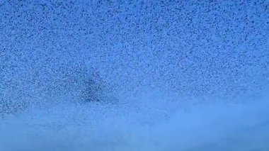 Kış gününün sonunda gün batımında gökyüzünde sığırcık kuşu mırıldanması. Gökyüzünde uçan sığırcık sürüleri (Sturnidae) gece olmadan şekil değiştiren bulutlarda hareket ederler. Atmaca şahinler grup boyunca avlanır..