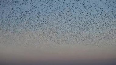 Kış gününün sonunda gün batımında gökyüzünde sığırcık kuşu mırıldanması. Gökyüzünde uçan sığırcık sürüleri (Sturnidae) gece olmadan şekil değiştiren bulutlarda hareket ederler. Atmaca şahinler grup boyunca avlanır..