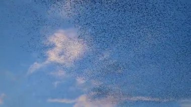 Kış gününün sonunda gün batımında gökyüzünde sığırcık kuşu mırıldanması. Gökyüzünde uçan sığırcık sürüleri (Sturnidae) gece olmadan şekil değiştiren bulutlarda hareket ederler. Atmaca şahinler grup boyunca avlanır..