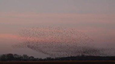 Kış gününün sonunda gün batımında gökyüzünde sığırcık kuşu mırıldanması. Gökyüzünde uçan sığırcık sürüleri (Sturnidae) gece olmadan şekil değiştiren bulutlarda hareket ederler. Atmaca şahinler grup boyunca avlanır..