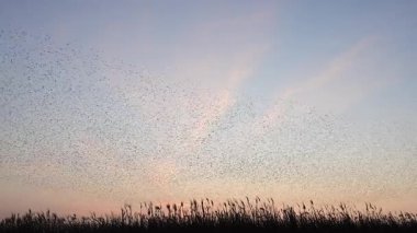 Kış gününün sonunda gün batımında gökyüzünde sığırcık kuşu mırıldanması. Gökyüzünde uçan sığırcık sürüleri (Sturnidae) gece olmadan şekil değiştiren bulutlarda hareket ederler. Atmaca şahinler grup boyunca avlanır..