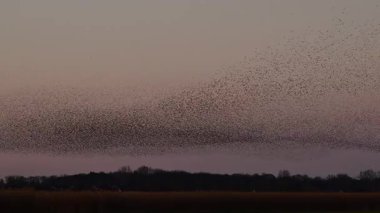 Kış gününün sonunda gün batımında gökyüzünde sığırcık kuşu mırıldanması. Gökyüzünde uçan sığırcık sürüleri (Sturnidae) gece olmadan şekil değiştiren bulutlarda hareket ederler. Atmaca şahinler grup boyunca avlanır..