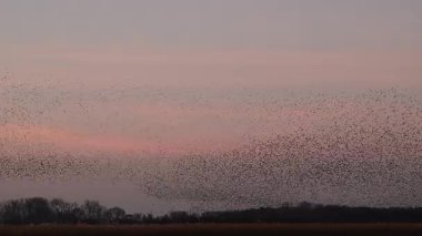 Kış gününün sonunda gün batımında gökyüzünde sığırcık kuşu mırıldanması. Gökyüzünde uçan sığırcık sürüleri (Sturnidae) gece olmadan şekil değiştiren bulutlarda hareket ederler. Atmaca şahinler grup boyunca avlanır..