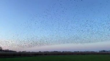 Kış gününün sonunda gün batımında gökyüzünde sığırcık kuşu mırıldanması. Gökyüzünde uçan sığırcık sürüleri (Sturnidae) gece olmadan şekil değiştiren bulutlarda hareket ederler. Atmaca şahinler grup boyunca avlanır..