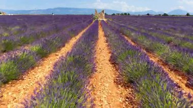 Bir yaz günü Povernce 'deki Valensole platosunda açan lavanta çiçekleri..