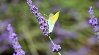 Kleopatra Kelebeği (Gonepteryx Kleopatra) güneşli bir yaz gününde Fransa 'nın Provence şehrinde çiçek açan lavantanın üzerinde oturmaktadır. Yavaş çekim klibi.