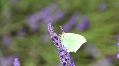 Kleopatra Kelebeği (Gonepteryx Kleopatra) güneşli bir yaz gününde Fransa 'nın Provence şehrinde çiçek açan lavantanın üzerinde oturmaktadır. Yavaş çekim klibi.