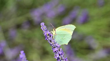 Kleopatra Kelebeği (Gonepteryx Kleopatra) güneşli bir yaz gününde Fransa 'nın Provence şehrinde çiçek açan lavantanın üzerinde oturmaktadır. Yavaş çekim klibi.