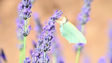 Kleopatra Kelebeği (Gonepteryx Kleopatra) güneşli bir yaz gününde Fransa 'nın Provence şehrinde çiçek açan lavantanın üzerinde oturmaktadır. Yavaş çekim klibi.
