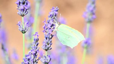 Kleopatra Kelebeği (Gonepteryx Kleopatra) güneşli bir yaz gününde Fransa 'nın Provence şehrinde çiçek açan lavantanın üzerinde oturmaktadır. Yavaş çekim klibi.