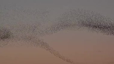 Kış gününün sonunda gün batımında gökyüzünde sığırcık kuşu mırıldanması. Gökyüzünde uçan sığırcık sürüleri (Sturnidae) gece olmadan şekil değiştiren bulutlarda hareket ederler.. 