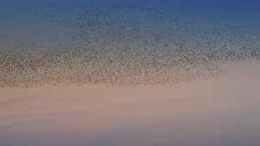 Kış gününün sonunda gün batımında gökyüzünde sığırcık kuşu mırıldanması. Gökyüzünde uçan sığırcık sürüleri (Sturnidae) gece olmadan şekil değiştiren bulutlarda hareket ederler.. 